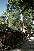 Ta Prohm temple - silk cotton trees rising over the ruins